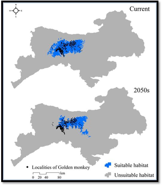 Figure 5: Predicted suitable habitat of Sichuan golden monkey under current and the 2050s' climate scenarios in （秦岭）Qinling Mountains (Li, 2018).