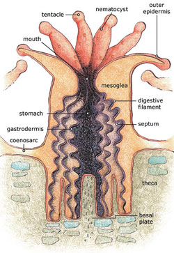 Figure 1: Anatomy of a polyp [8]