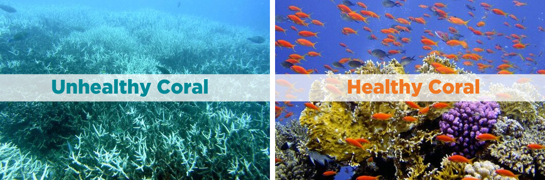 Figure 2: Comparison of unhealthy (bleached coral) and healthy coral (colourful coral) [9]