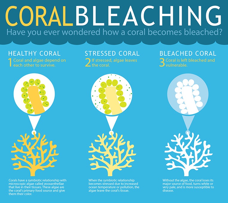 Figure 4: Bleaching process [18]