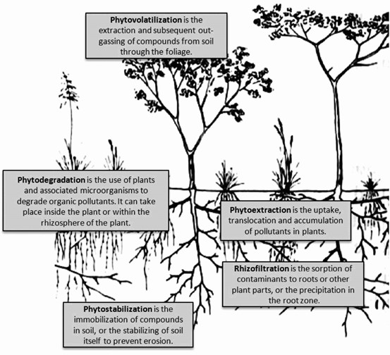 Figure 5: Mechanisms involved in phytoremediation. The mechanisms in phytoremediation can be a combination of many or just one as the main focus, adapted from Gomes [16].