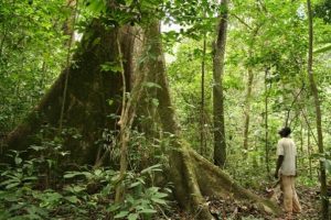 Forêt au Gabon. Article Novethic 