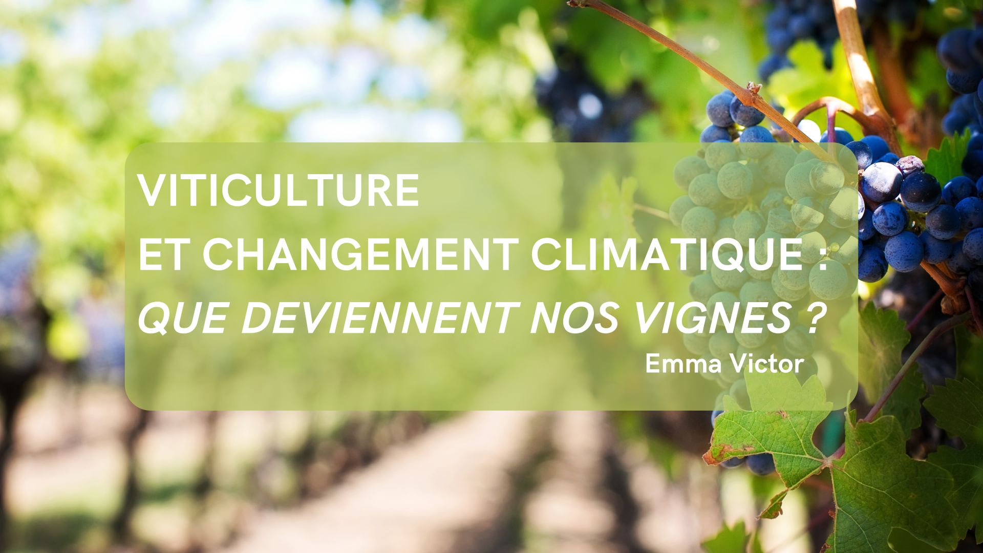 Viticulture et changement climatique : Que deviennent nos vignes ?