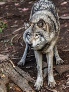 Loup gris. © Jonathan Lajoie 