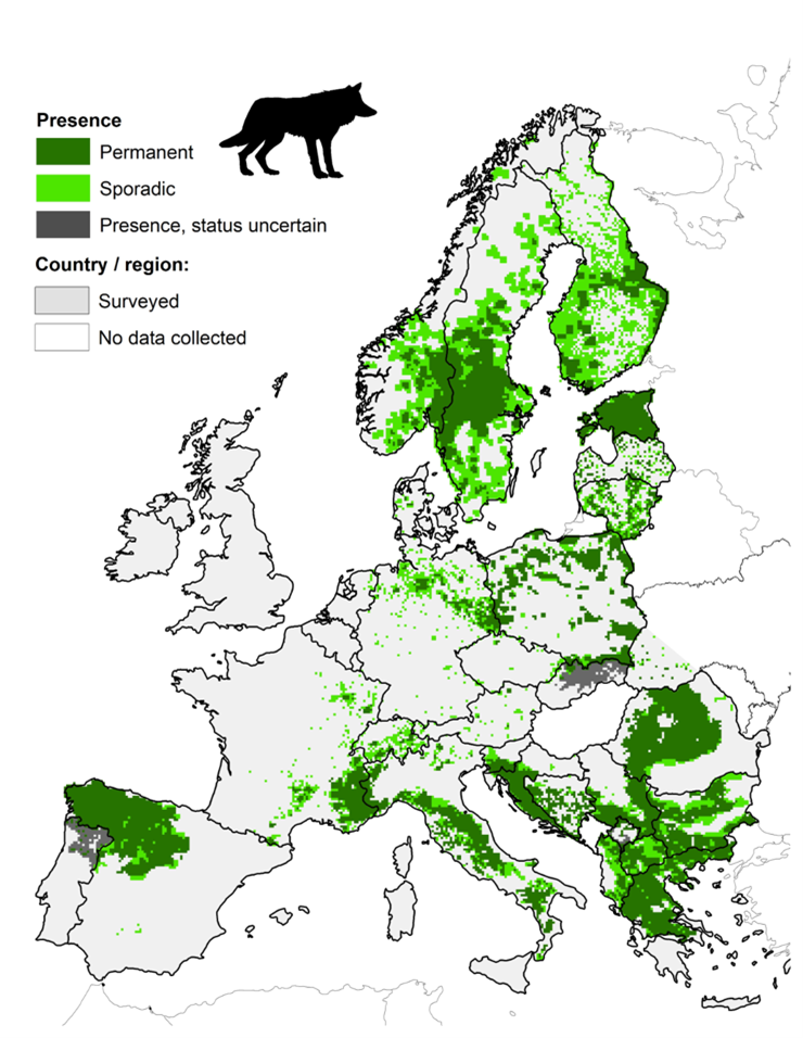 Une consultation européenne vient d’être lancée pour actualiser la base de données répertoriant la présence de loups en Europe.