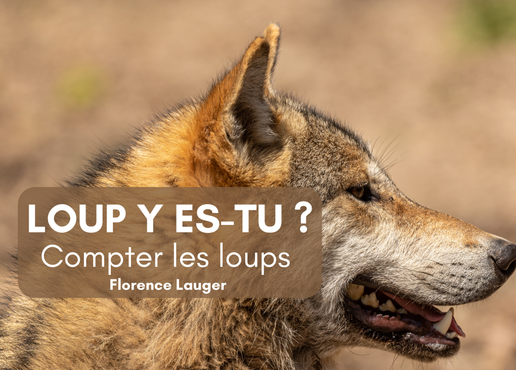 Les grandes lignes du prochain Plan National d’Actions Loup (PNA) 2024-2029 viennent d’être dévoilées