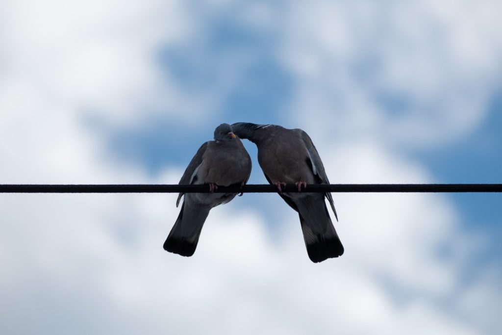 Les pigeons ramiers © Lambert TOXÉ