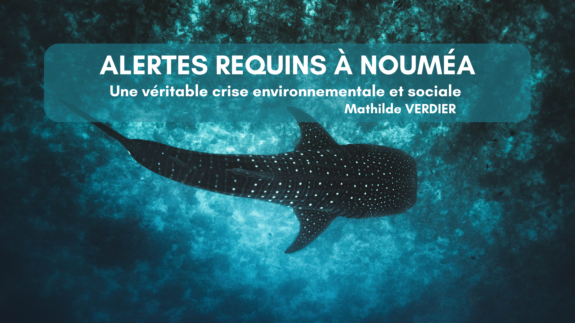 Alertes requins à Nouméa – Une véritable crise environnementale et sociale