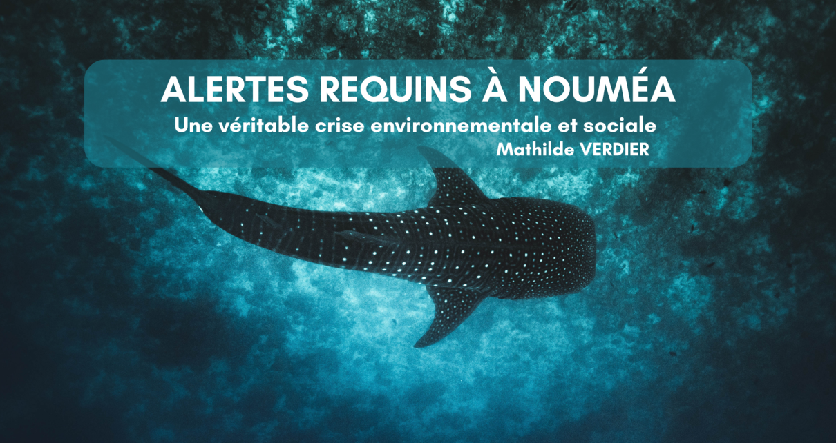 Alertes requins à Nouméa – Une véritable crise environnementale et sociale