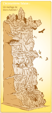 Une falaise regroupe un maillage de micro-habitats, étagés verticalement, propices au développement de la biodiversité. Les terrasses, les écailles rocheuses ou encore les diverses fractures de rocher sont autant de zones pouvant accueillir plantes et lichens, nids d’oiseaux ou divers chiroptères (des chauves-souris).