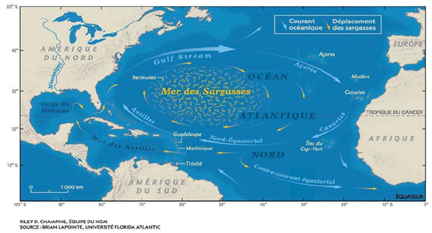 Schéma 1 : illustrations des courants marins autour de la Mer des Sargasses et des déplacements des algues