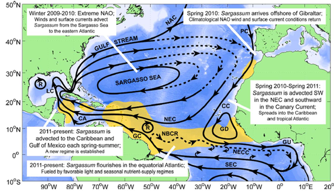 Schéma 2 : Anomalie d’un indice climatique impactant la courantologie à grande échelle (l’oscillation nord-atlantique NAO) en hiver 2009-2010  transport de sargasses vers l’Atlantique tropical Est Johns et al. 2020 Prog. Oceanopr.