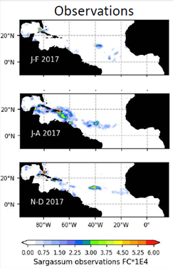 Schéma 3 : évolution de localisation des populations de sargasses selon la période de l’année, en 2017. Séminaire IRD de 2021