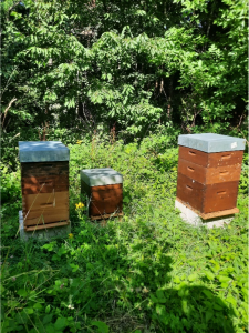 Rucher en ruches Dadant (photo de l’auteur) 