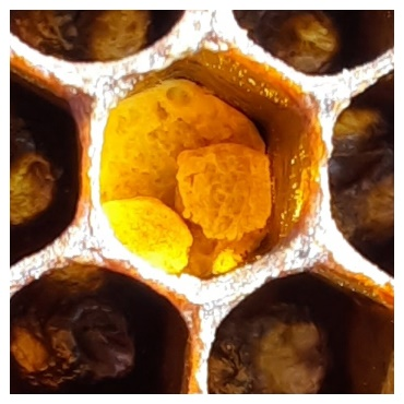 Pain de pollen dans une cellule Photo de l’auteur