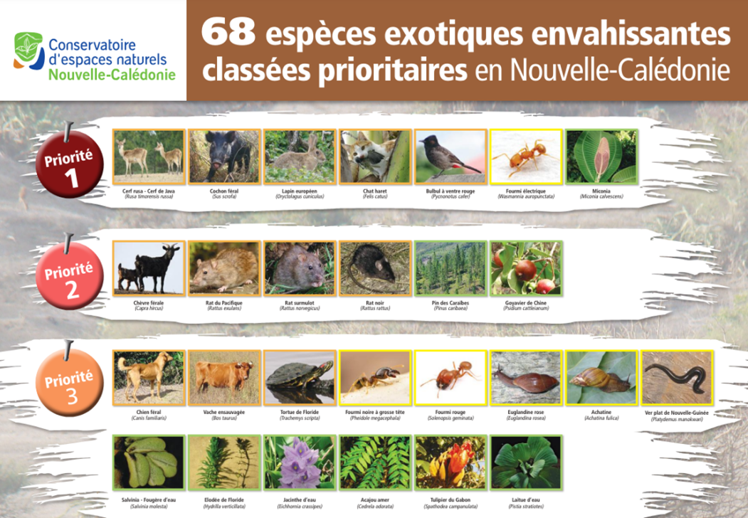 Figure 5 : 68 espèces exotiques envahissantes classées prioritaires en Nouvelle-Calédonie, @Conservatoire d'espaces naturels Nouvelle-Calédonie