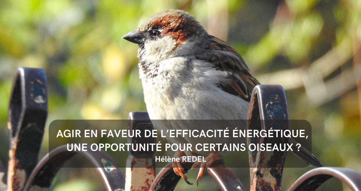 Agir en faveur de l’efficacité énergétique, une opportunité pour certains oiseaux ?