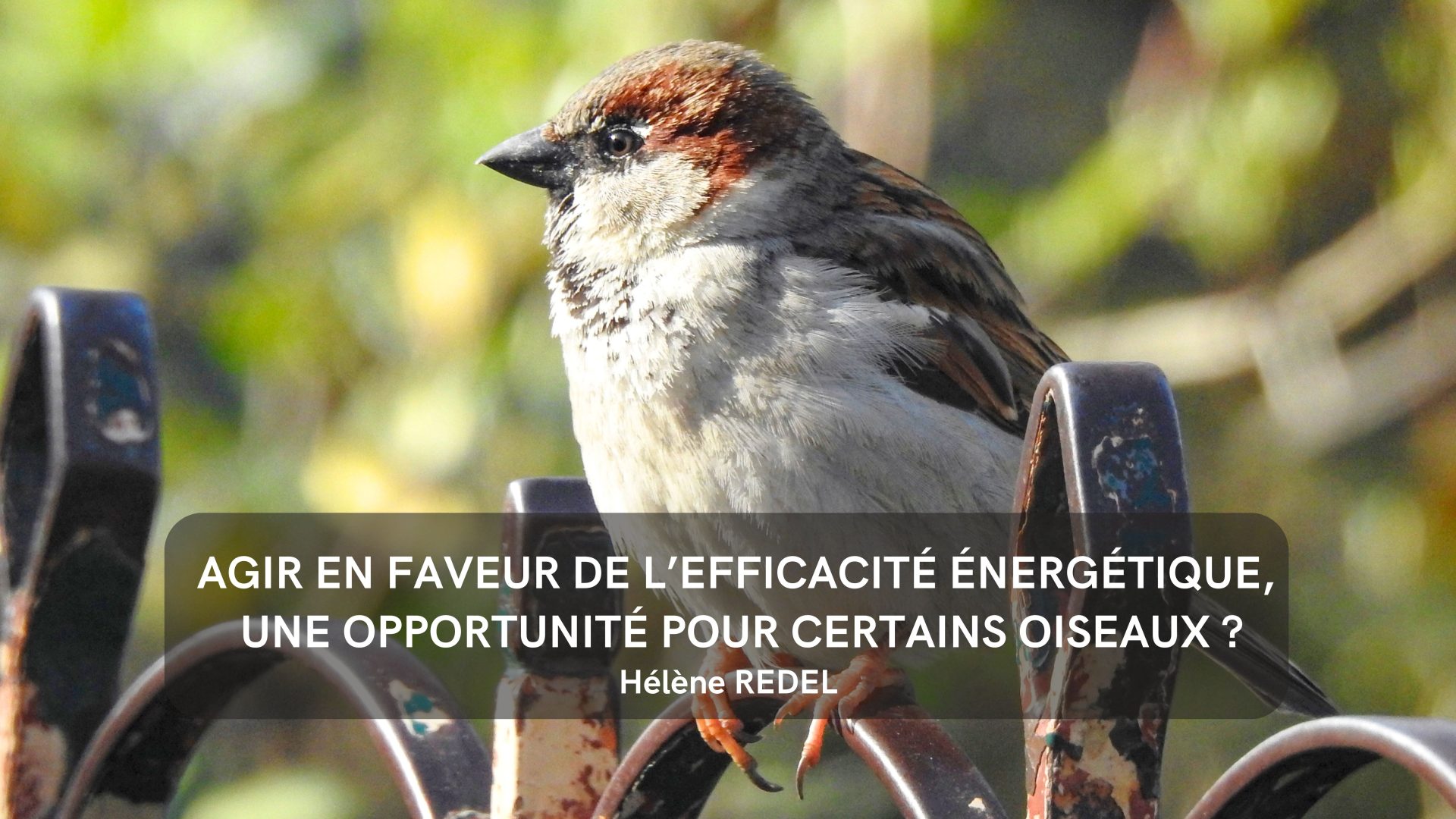 Agir en faveur de l’efficacité énergétique, une opportunité pour certains oiseaux ?