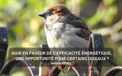 Agir en faveur de l’efficacité énergétique, une opportunité pour certains oiseaux ?