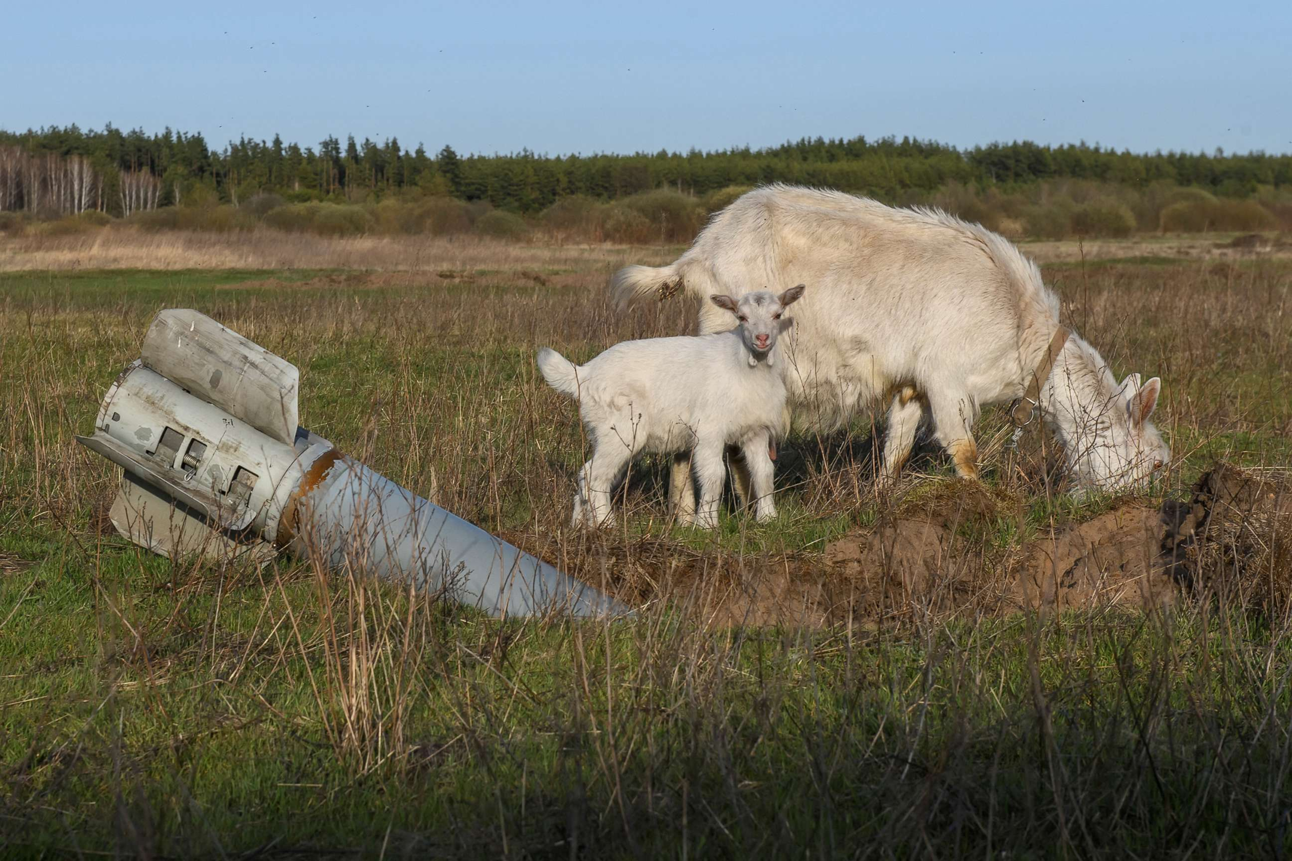 (Goats eat grass next to unexploded shell of multiple rocket launch system, in the village of Teterivka, in Kyiv region, Ukraine, April 14, 2022. Vladyslav Musiienko/Reuters)