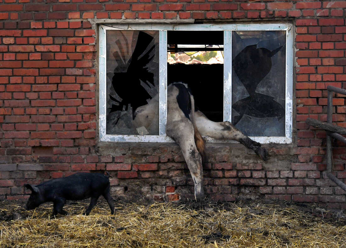 (A dead cow at the farm of 58-year-old Oleksandr Novikov, who says he lost 80 cows and 30 pigs during two months of Russian artillery shelling and occupation, in Vilkhivka, Ukraine, on May 14. Carol Guzy for NPR, source)