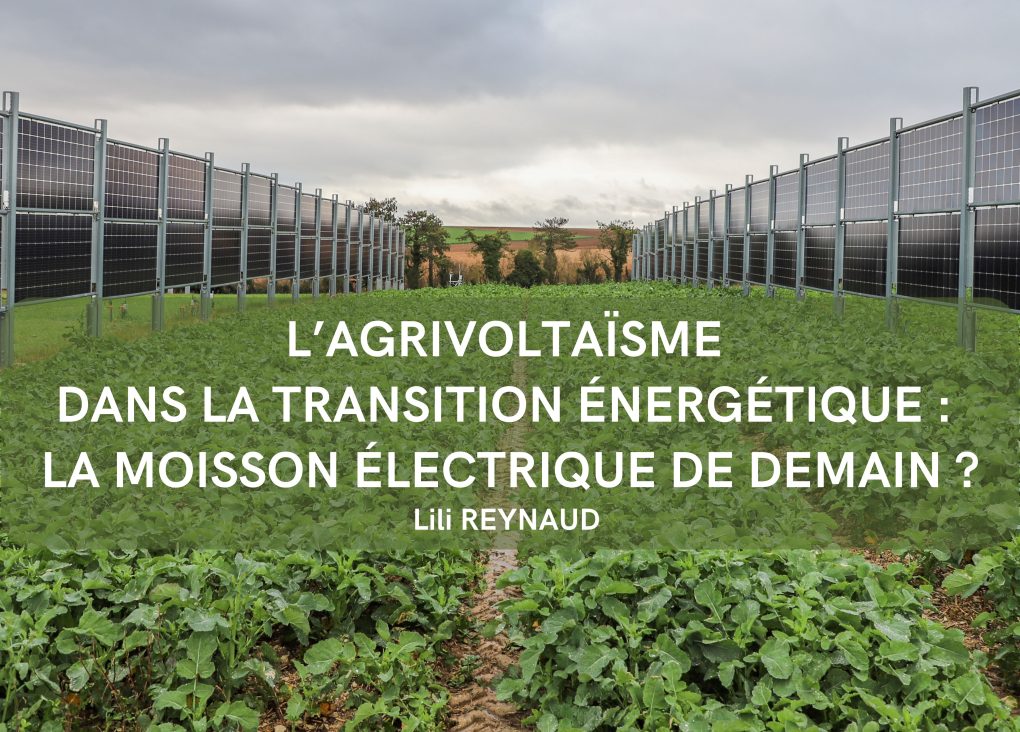 L’agrivoltaïsme dans la transition énergétique : la moisson électrique de demain ?