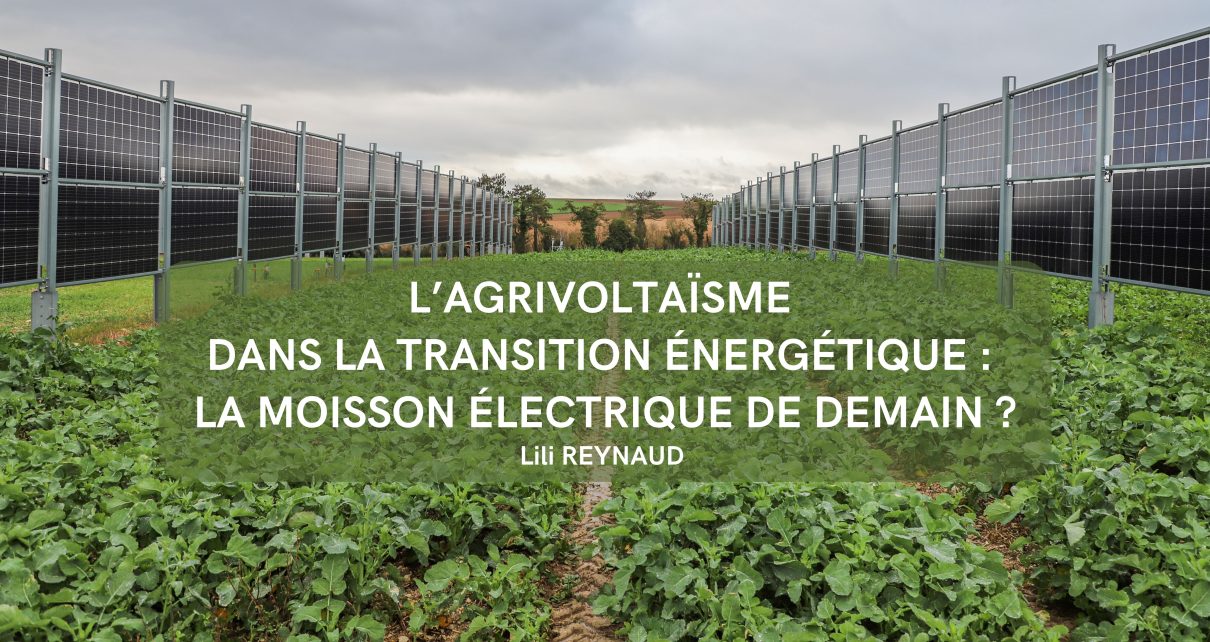 L’agrivoltaïsme dans la transition énergétique : la moisson électrique de demain ?