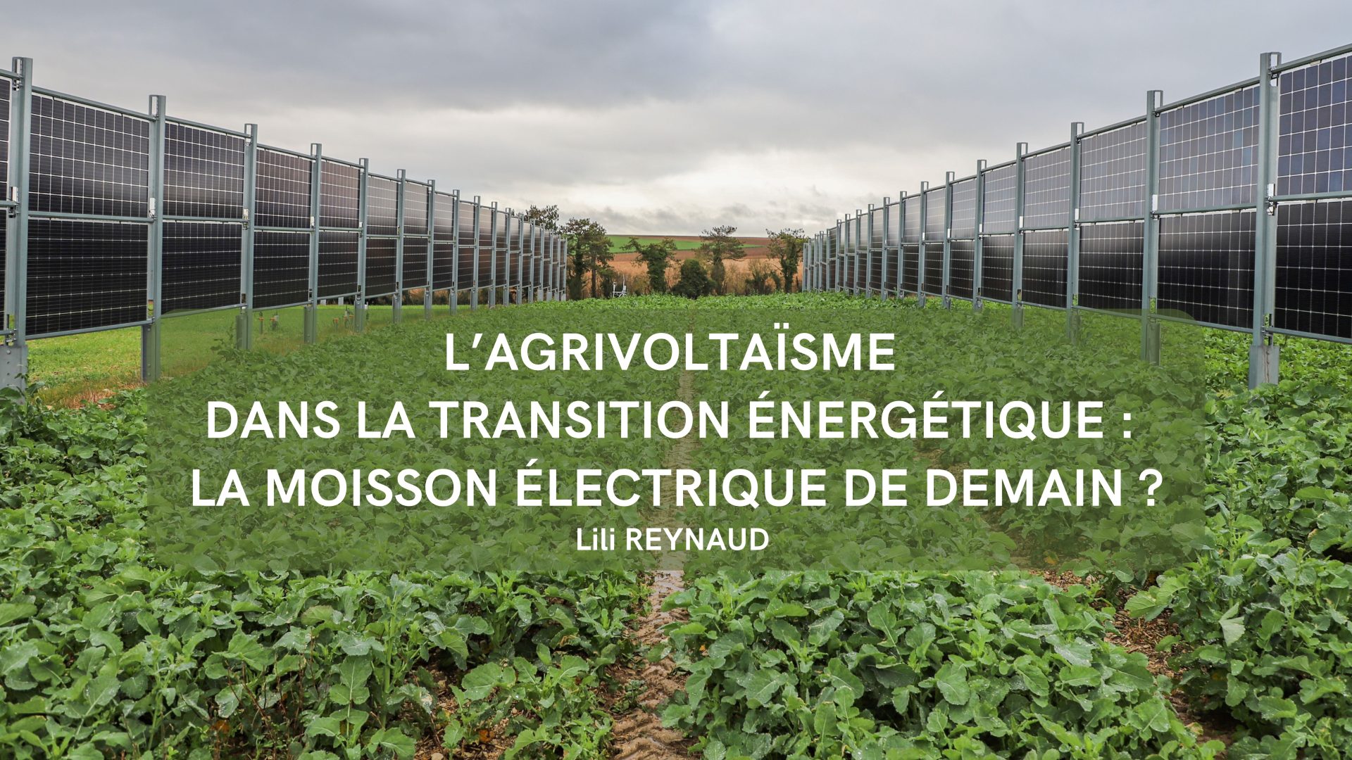 L’agrivoltaïsme dans la transition énergétique : la moisson électrique de demain ?