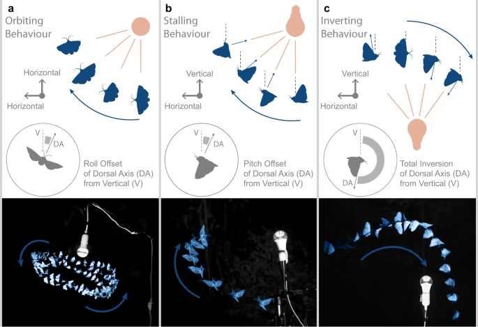 Source : « Why flying insects gather at artificial light » ; Nature Communications (Fabian and al, 2024)