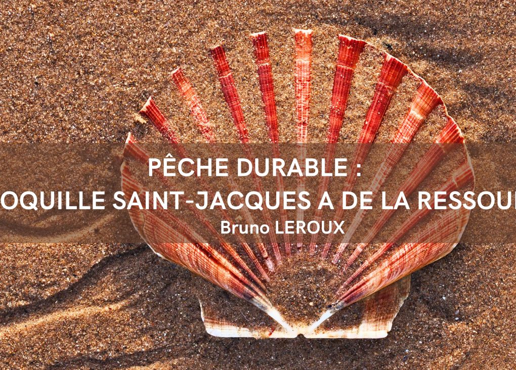 Pêche durable : La coquille Saint Jacques a de la ressource !