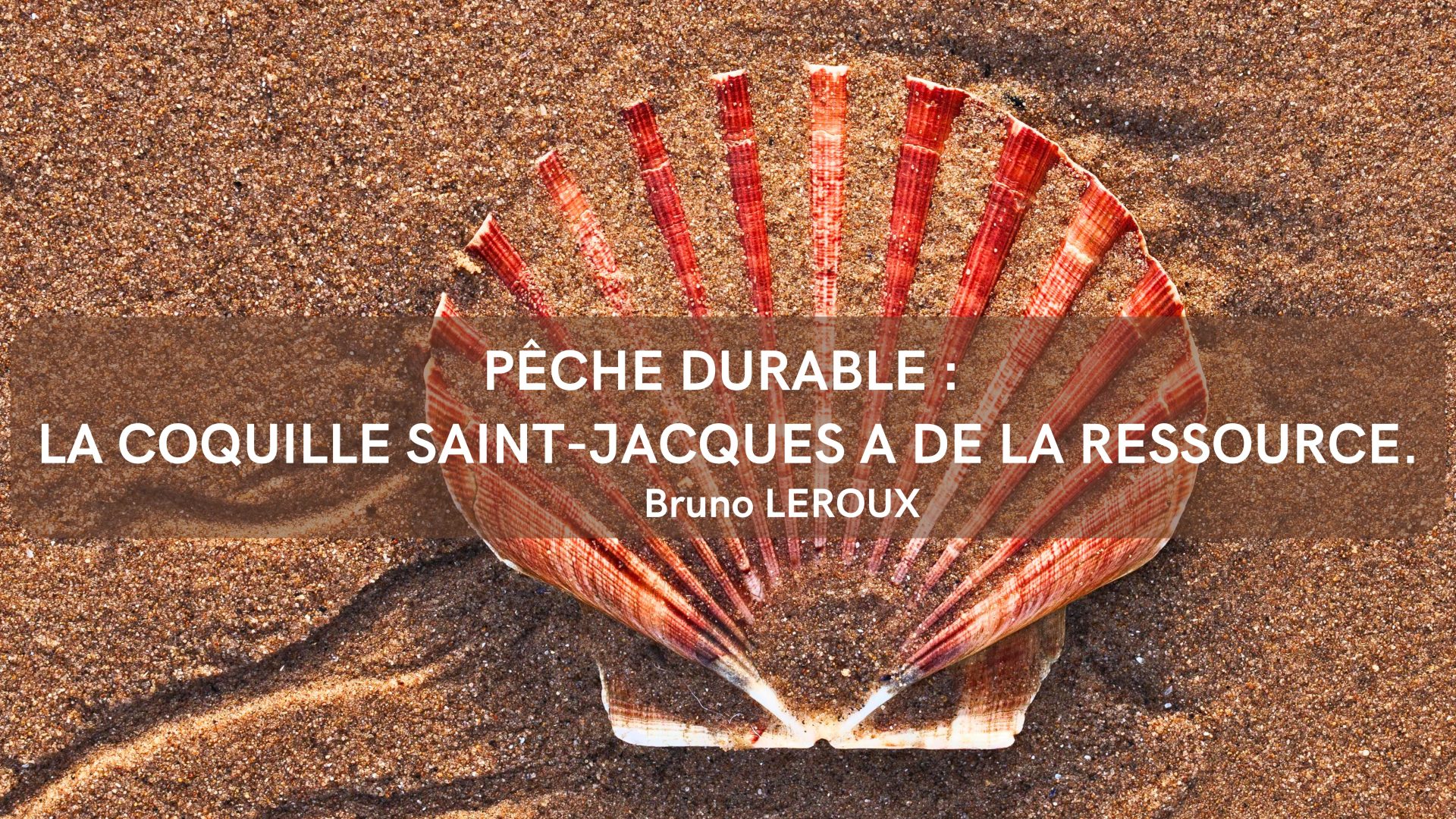 Pêche durable : La coquille Saint Jacques a de la ressource !