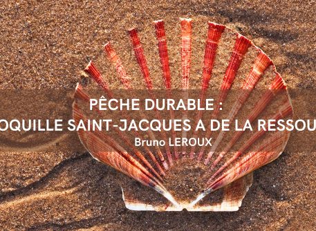 Pêche durable : La coquille Saint Jacques a de la ressource !