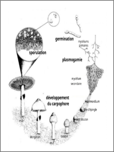 Cycle de vie d'un champignon